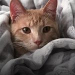 Estudos de Caso de Sucesso em SEO Local