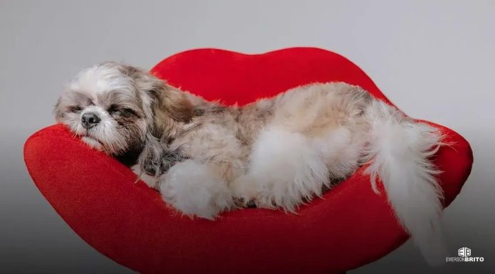 Stories para Facebook: 7 Dicas para Criar Stories Incríveis Exemplos de Stories de sucesso no Facebook