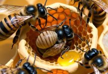 🔥 A Crise Que Cria Líderes: O Segredo Das Abelhas Que Vai Revolucionar Sua Vida